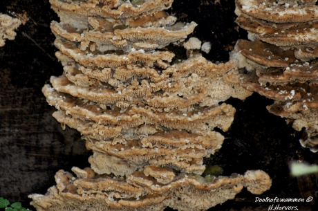 Doolhofzwammen