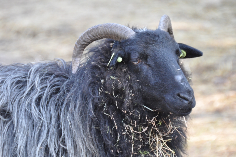 Drents heideschaap - Zoogdieren - 