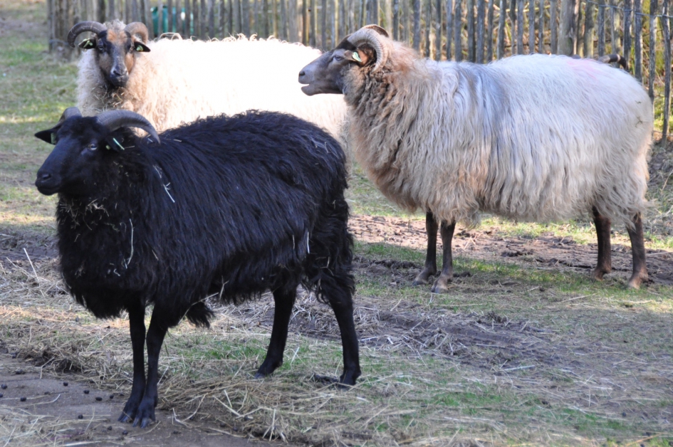 Drents heideschapen - Zoogdieren - 