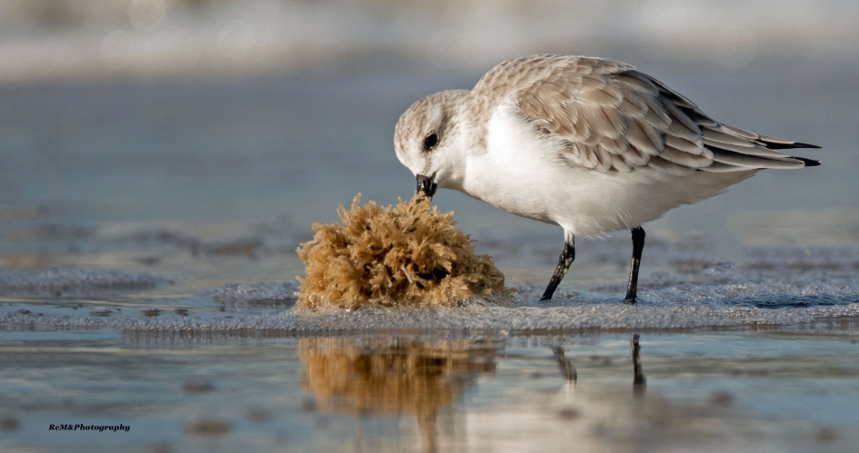 Drieteenstrandloper. - Vogels - Drieteenstrandloper.