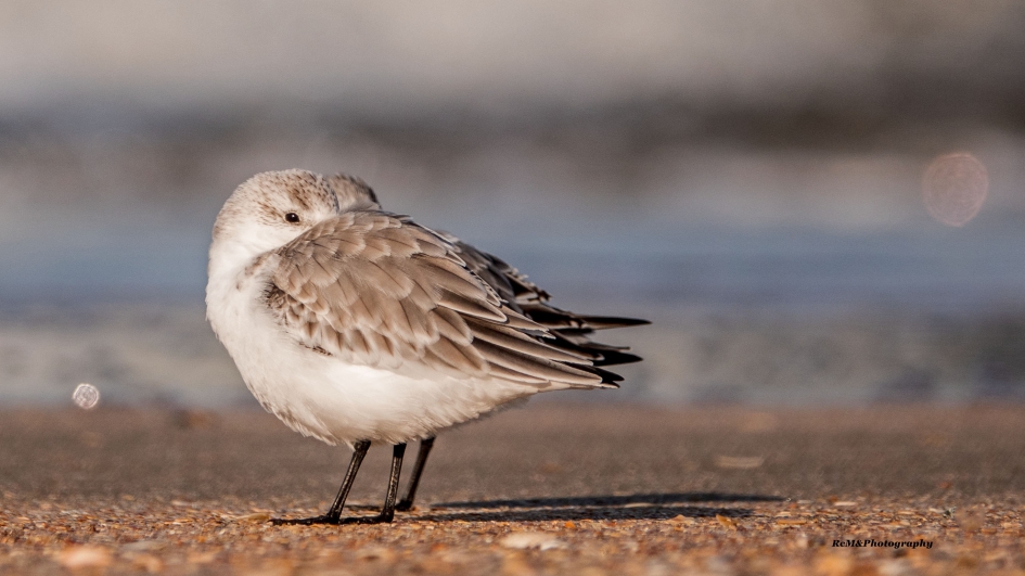 Drieteenstrandlopers. - Vogels - Drieteenstrandlopers.