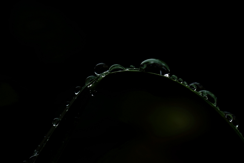 druppels - Planten - 