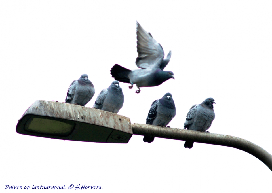 Duiven op een lantaarnpaal - Vogels - Duiven
