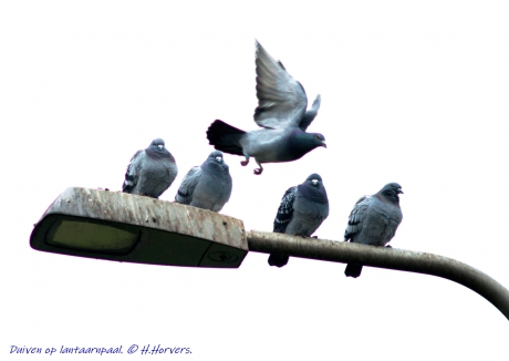 Duiven op een lantaarnpaal