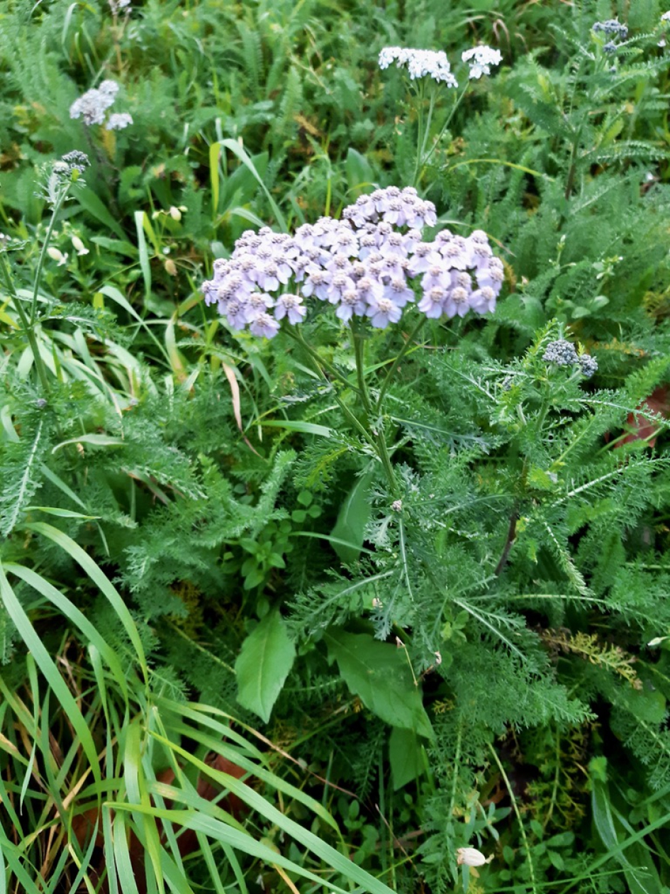 Duizenblad - Planten - Duizendblad