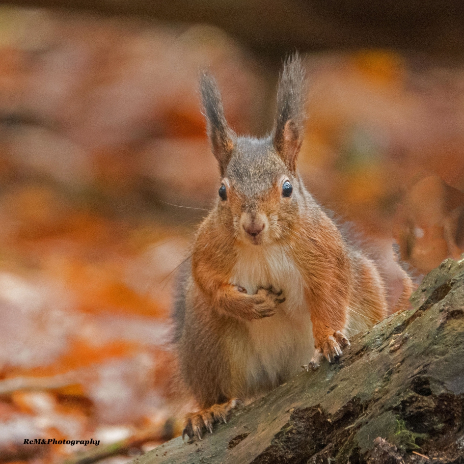 Eekhoorn. - Zoogdieren - Eekhoorn.