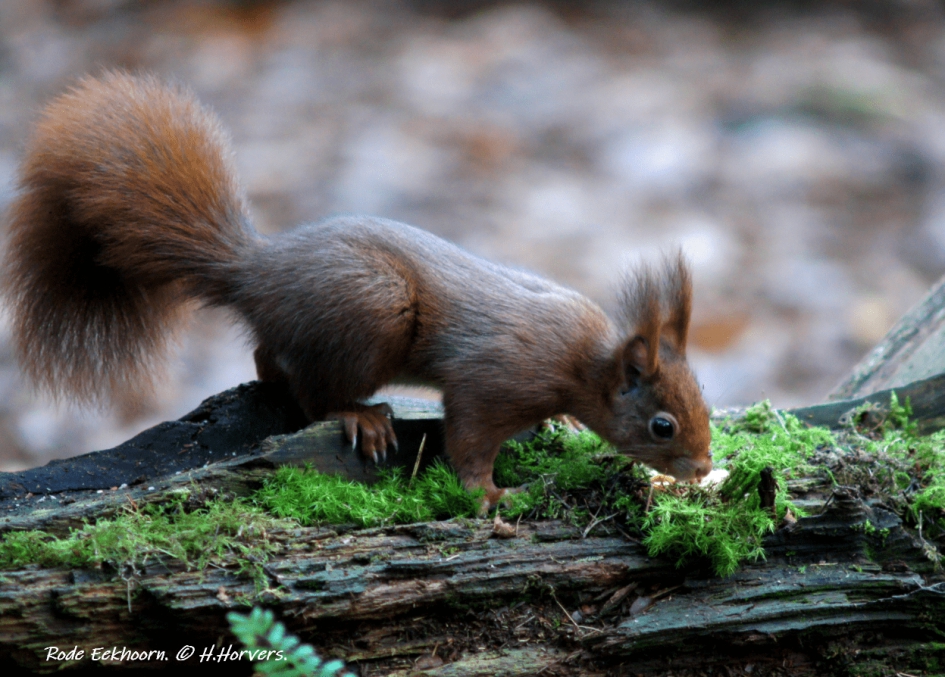 Eekhoorntje - Zoogdieren - Eekhoorntje