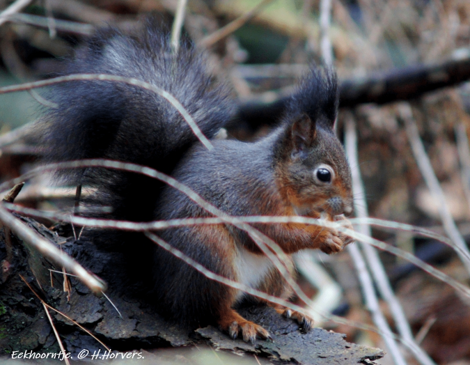Eekhoorntje - Zoogdieren - Eekhoorntje