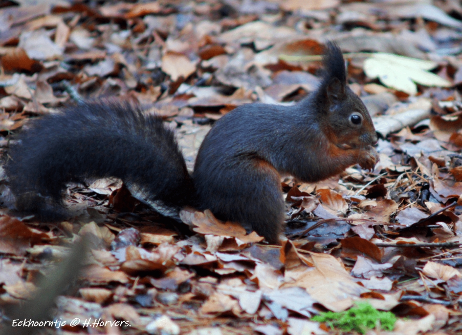 Eekhoorntje - Zoogdieren - Eekhoorntje