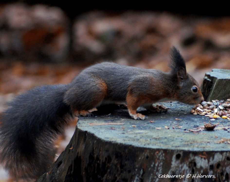 Eekhoorntje - Zoogdieren - Eekhoorntje
