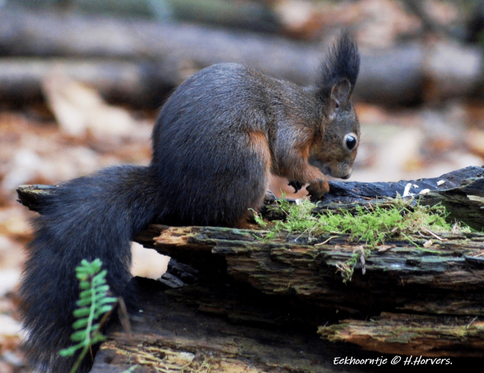 Eekhoorntje - Zoogdieren - Eekhoorntje