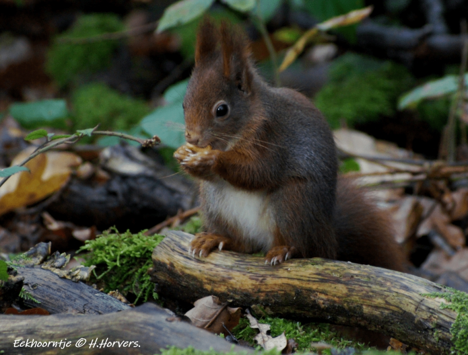 Eekhoorntje. - Zoogdieren - Eekhoorntje.