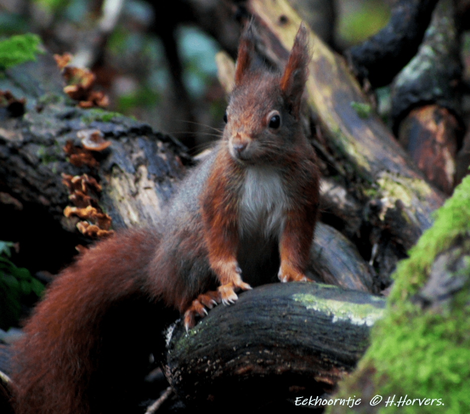 Eekhoorntje. - Zoogdieren - Eekhoorntje.