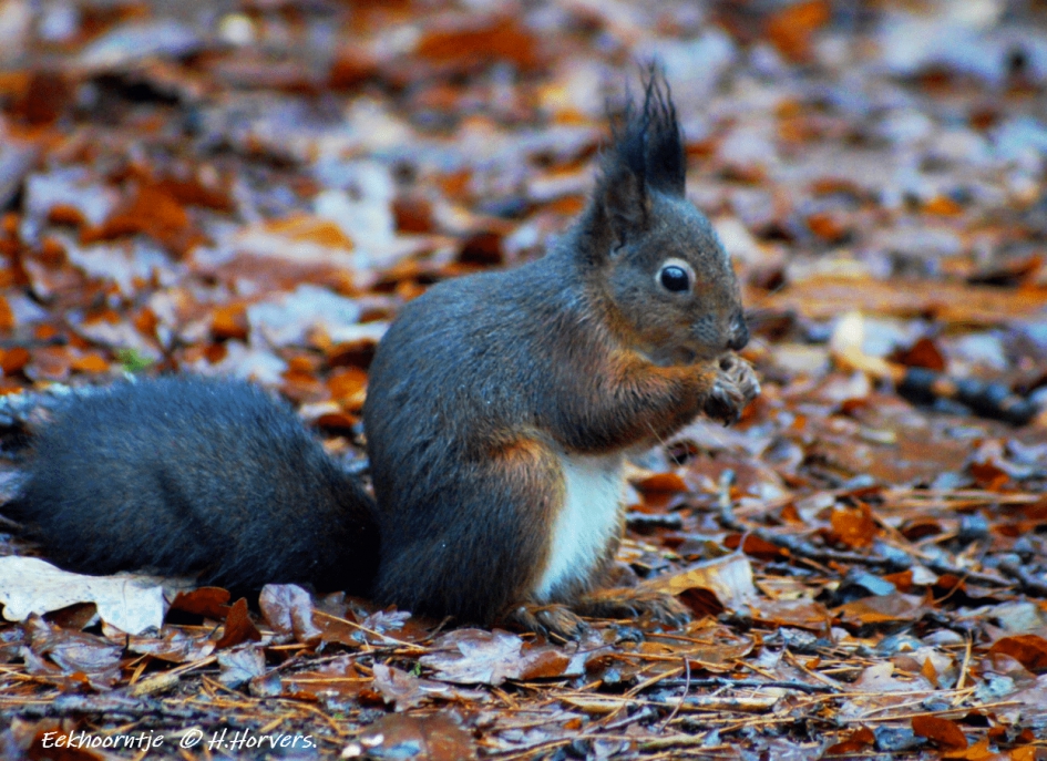 Eekhoorntje. - Zoogdieren - Eekhoorntje.