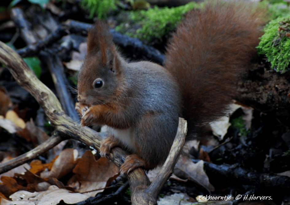 Eekhoorntje. - Zoogdieren - Eekhoorntje.