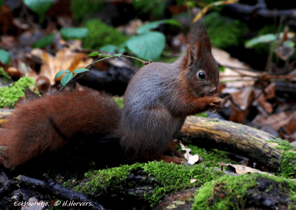 Eekhoorntje. - Zoogdieren - Eekhoorntje.