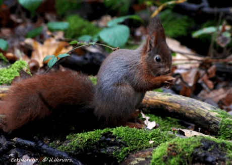 Eekhoorntje.