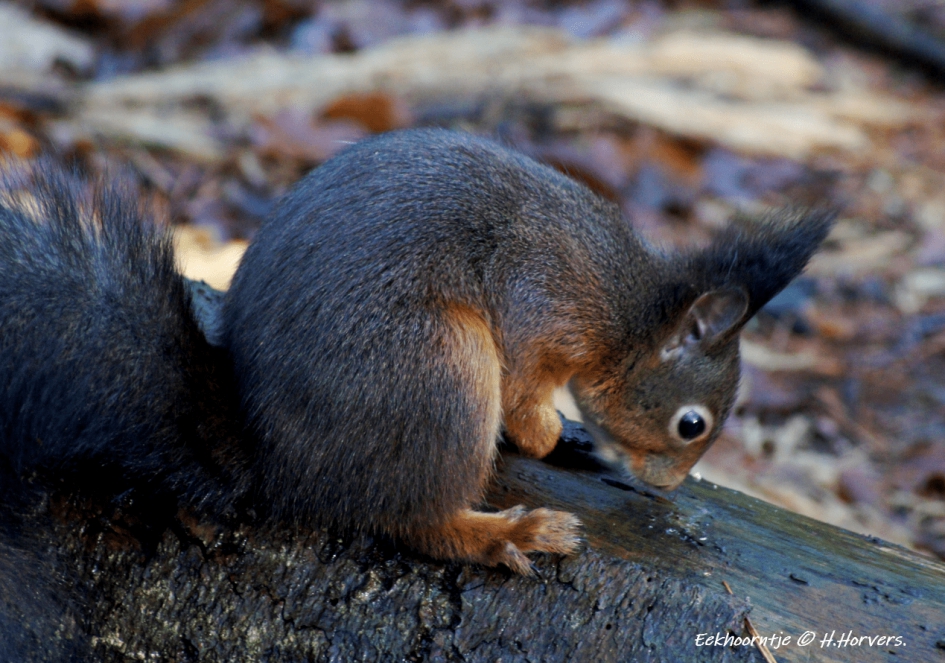 Eekhoorntje. - Zoogdieren - Eekhoorntje.