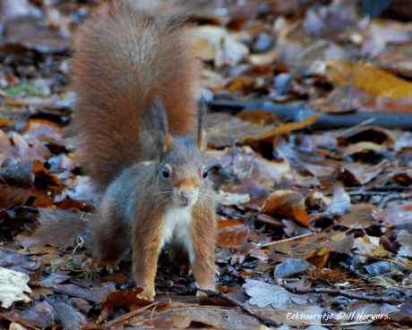 Eekhoorntje.