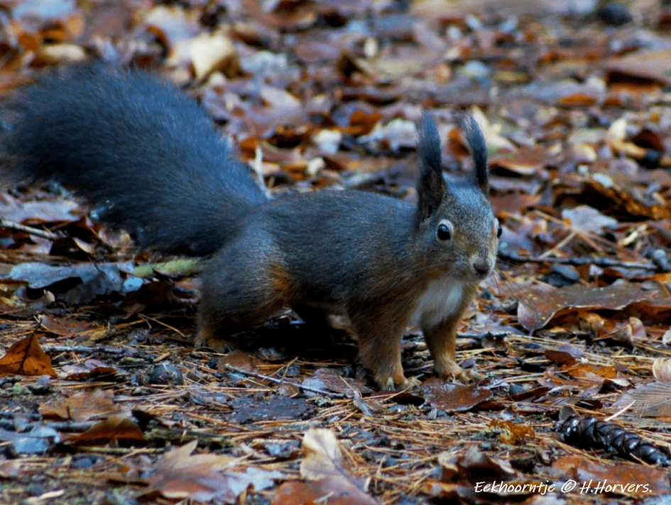 Eekhoorntje - Zoogdieren - Eekhoorntje