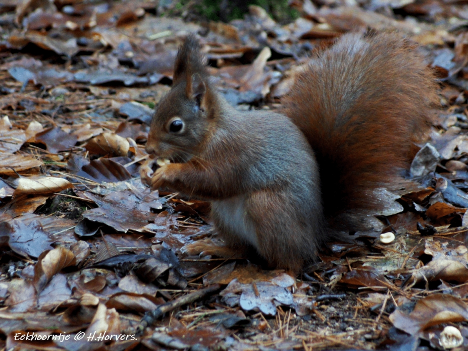 Eekhoorntje - Zoogdieren - Eekhoorntje