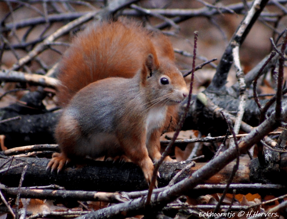 Eekhoorntje - Zoogdieren - Eekhoorntje