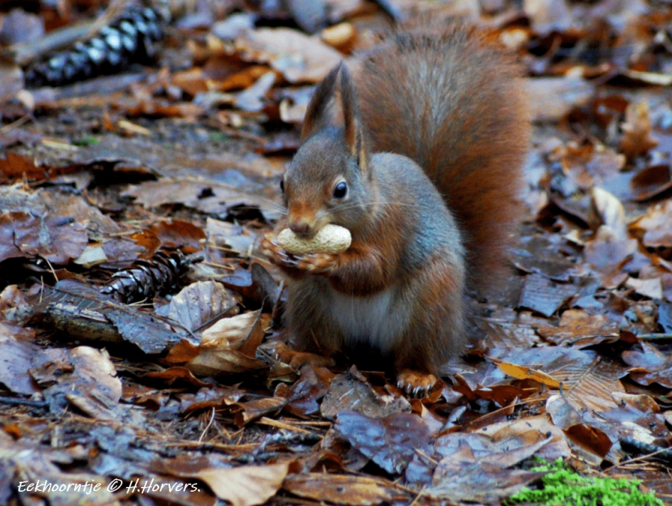 Eekhoorntje - Zoogdieren - Eekhoorntje