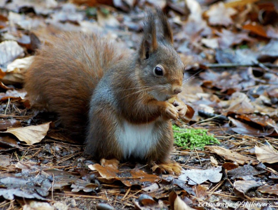 Eekhoorntje - Zoogdieren - Eekhoorntje
