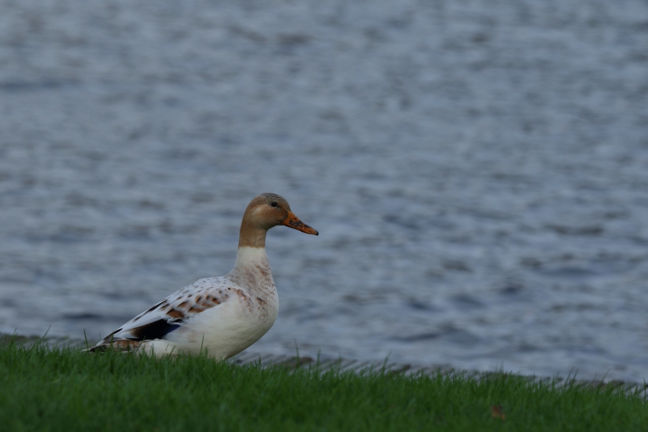 een luchtje scheppen - Vogels - parkeend