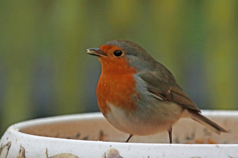 Een tevreden eter - Vogels - roodborst