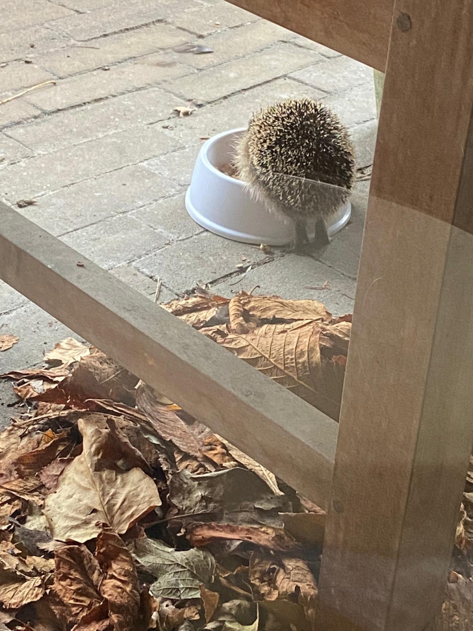 Egeltje op de tenen voor eten uit kattenbak - Zoogdieren - Egel