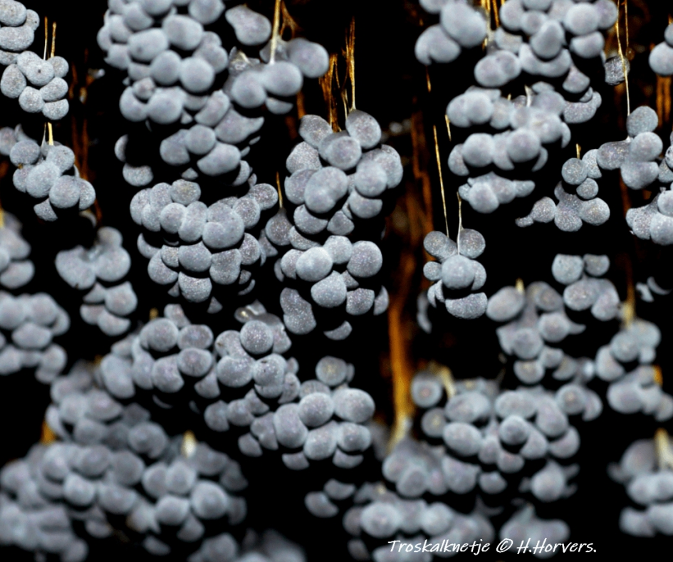 Eindfase Troskalknetje - Schimmels - Troskalknetje