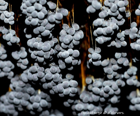 Eindfase Troskalknetje