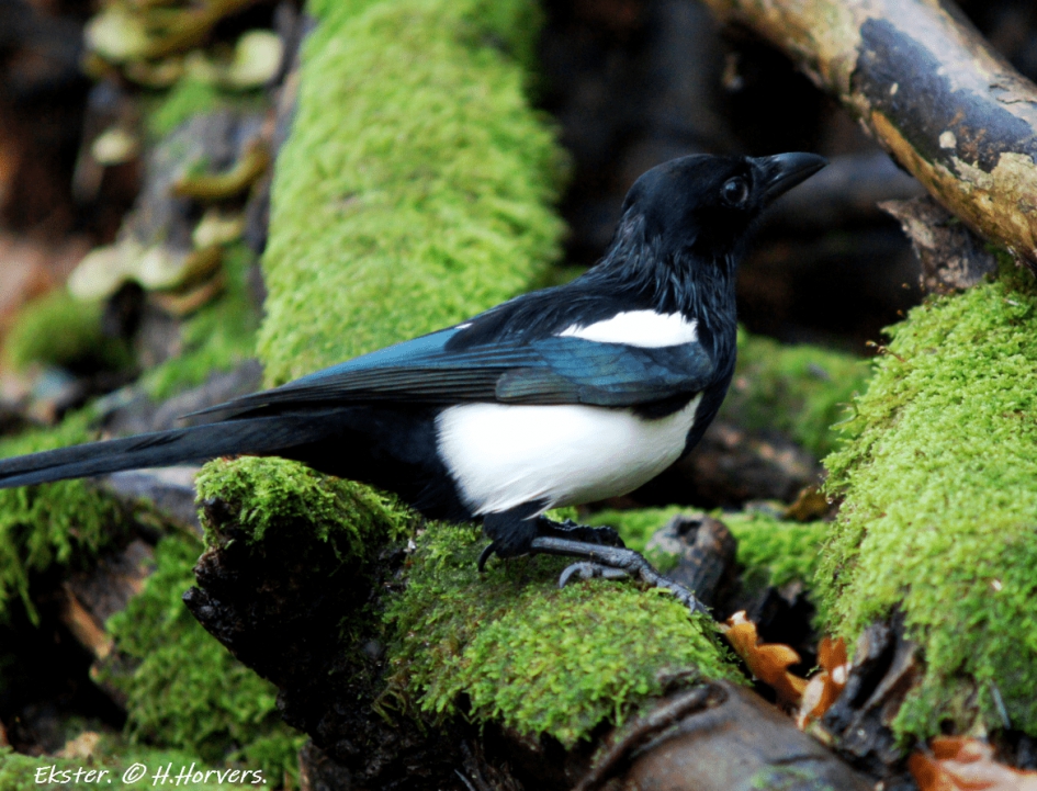 Ekster - Vogels - Ekster