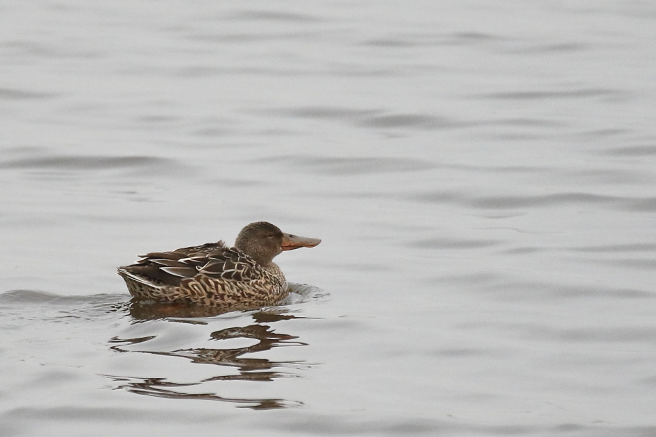 ..........en mevrouw is klaarwakker - Vogels - slobeend -v-