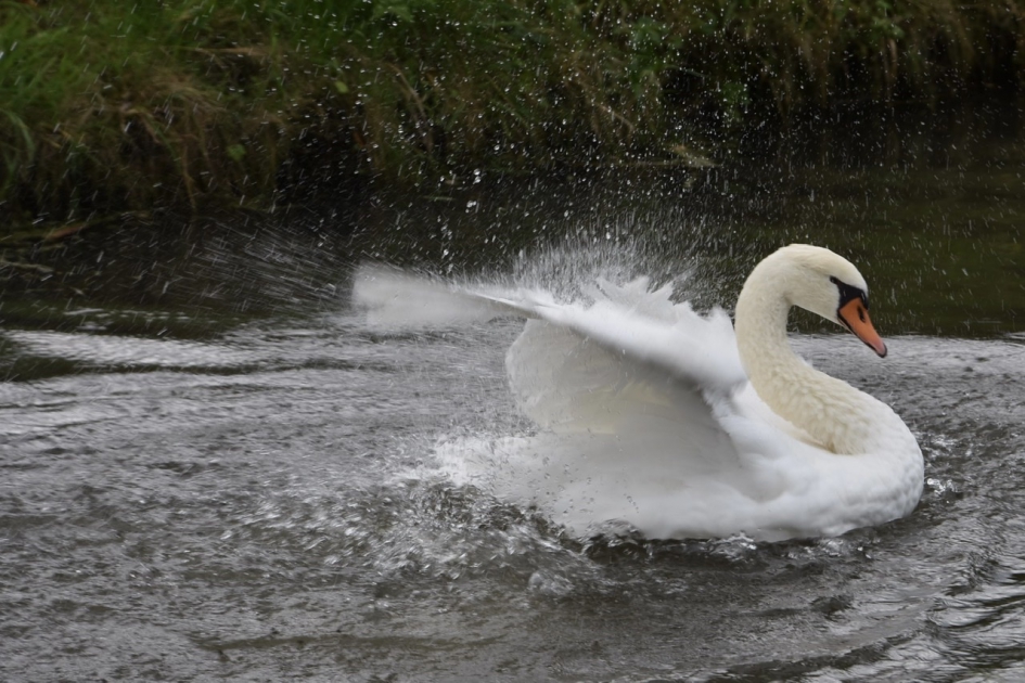 Even uitschudden.... - Vogels - 