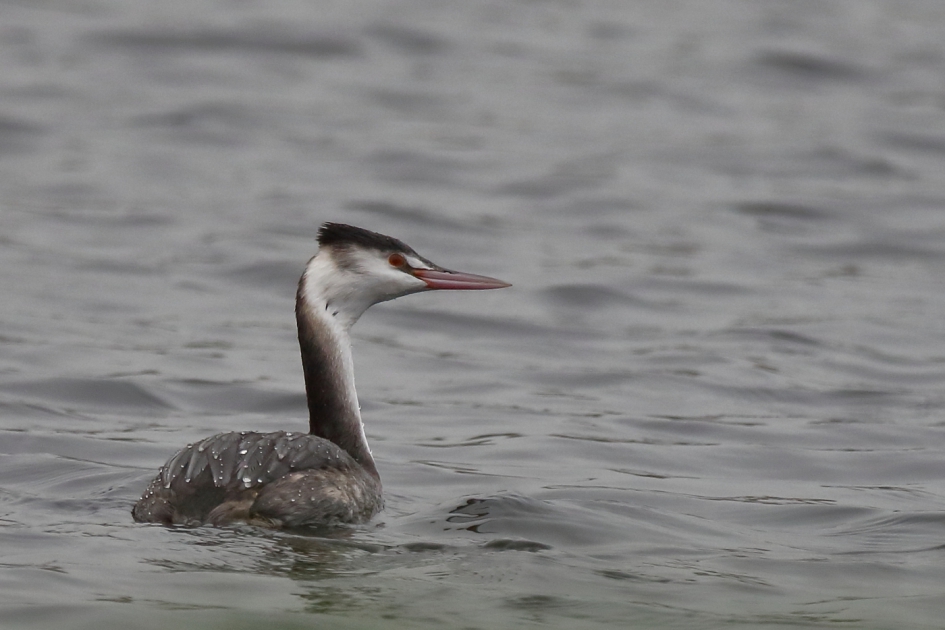 fuut - Vogels - fuut