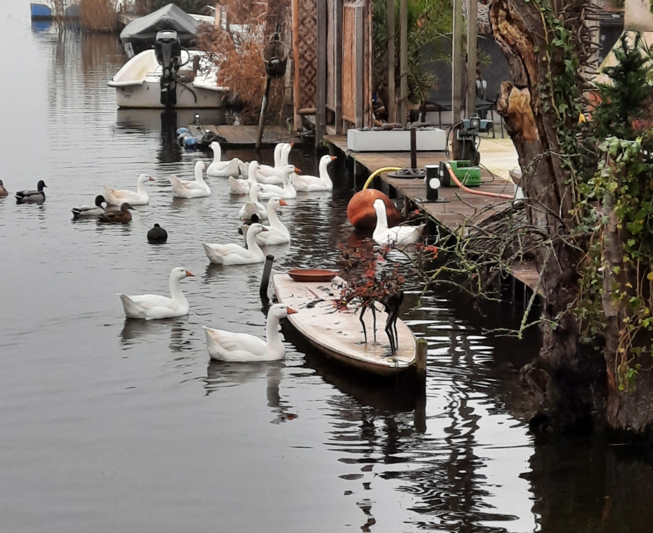 Ganzen familie op Rotte - Vogels - Witte gans