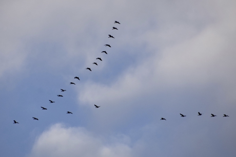 Ganzen vlogen vanmiddag over