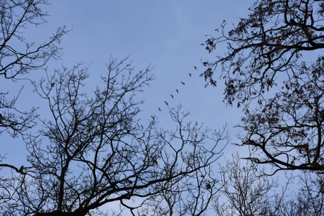 Ganzentrek tussen de bomentoppen