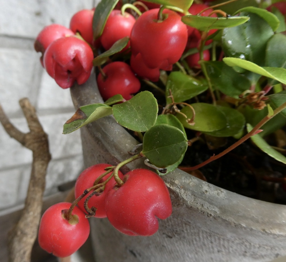 Gaultheria - Planten - 