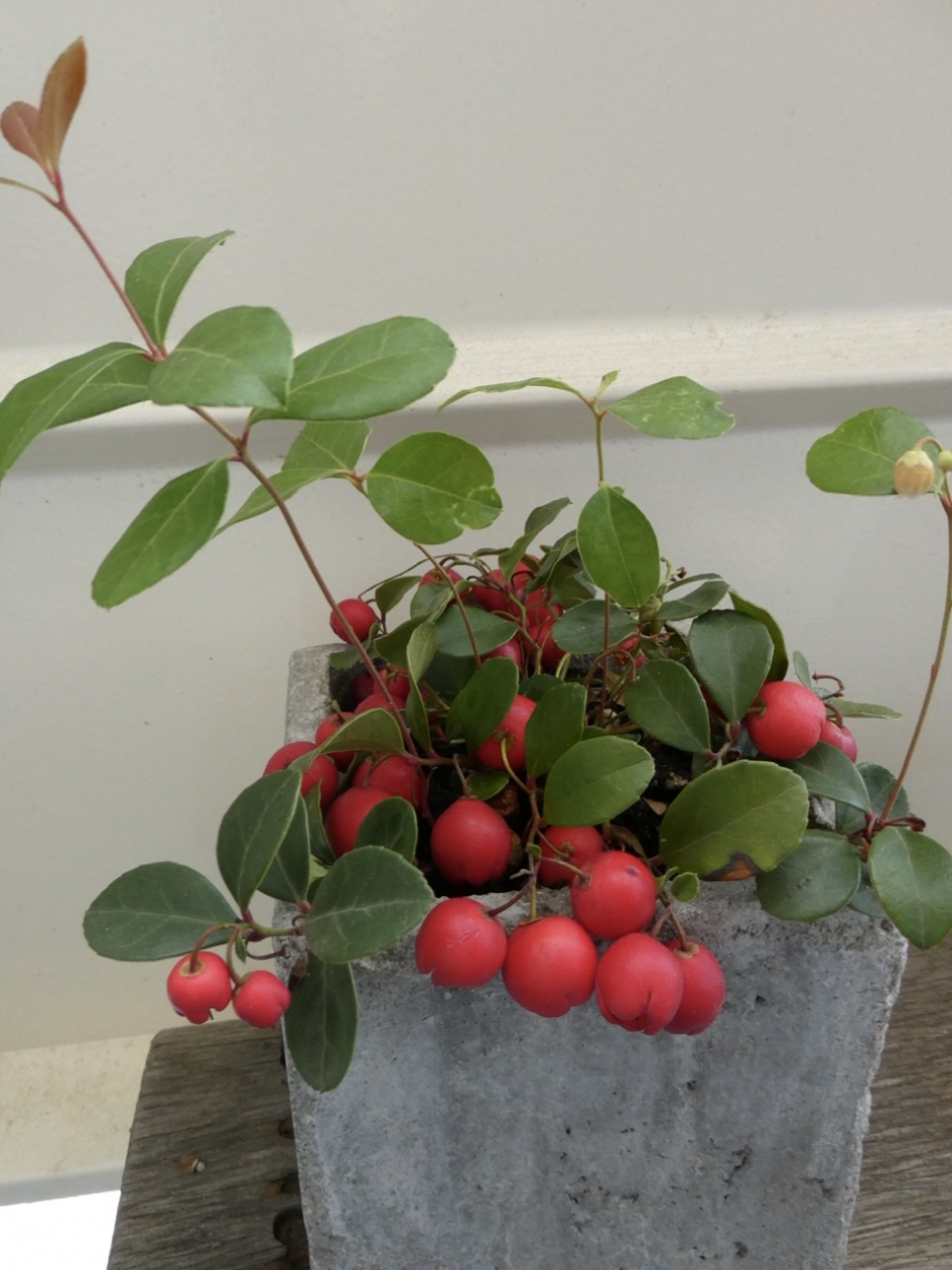 Gaultheria - Planten - 