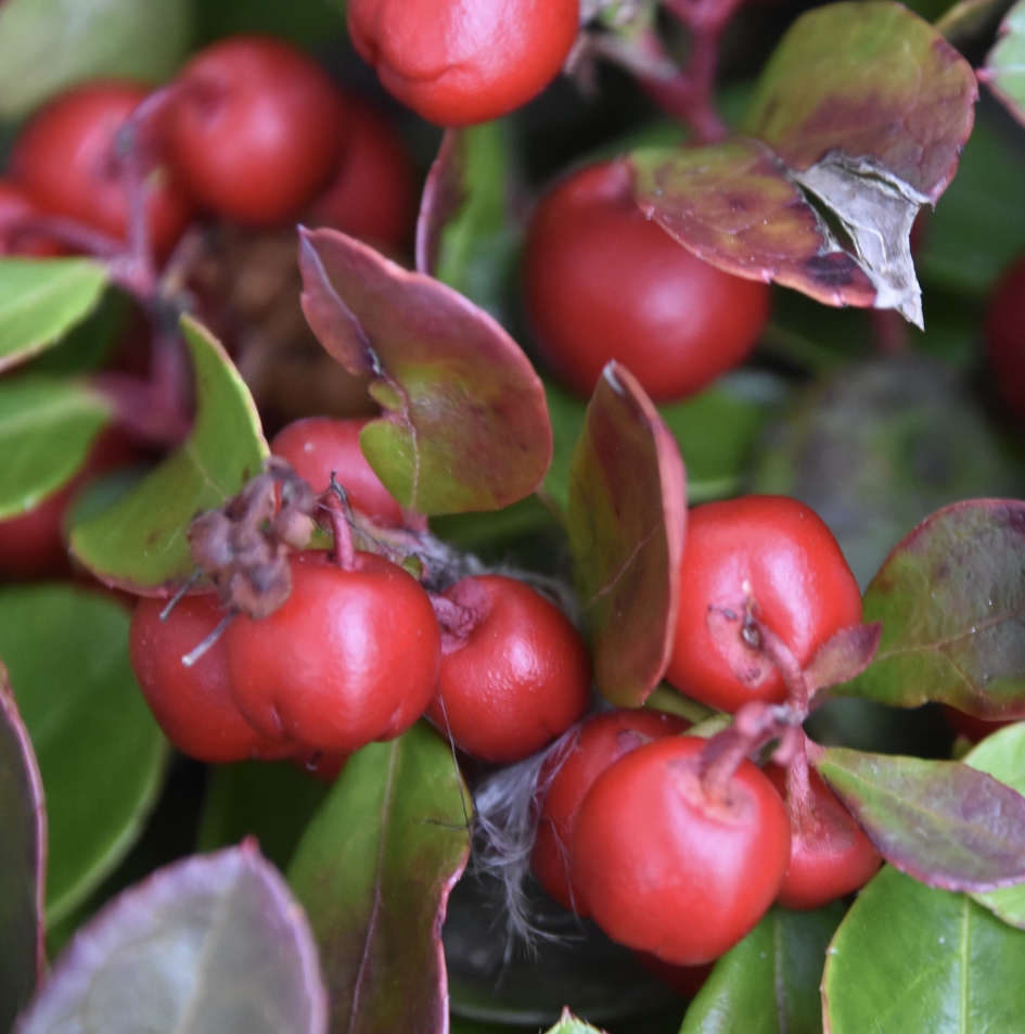 Gaultheria - Planten - 