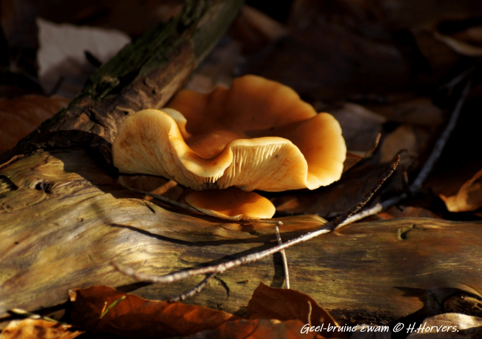 geel-bruine zwam - Schimmels - geel-bruine zwam