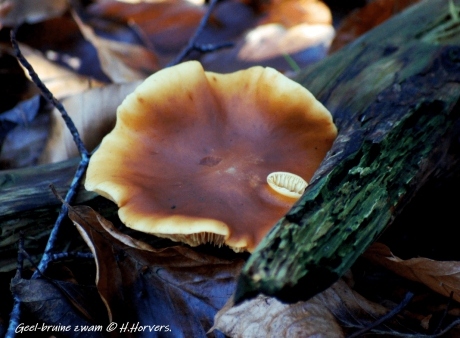 geel-bruine zwam