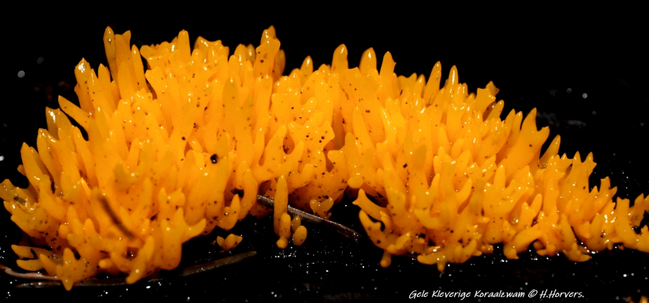 Gele Kleverige Koraalzwam. - Schimmels - Gele Kleverige Koraalzwam.