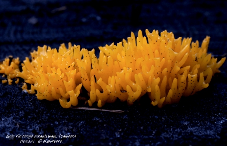 Gele Kleverige Koraalzwam. (Calocera viscosa)