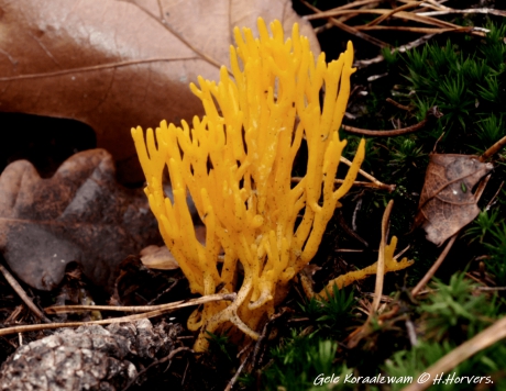 Gele Koraalzwam.