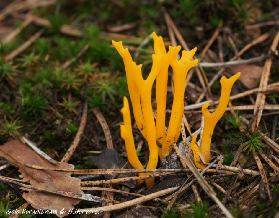 Gele Koraalzwam. - Schimmels - Gele Koraalzwam.