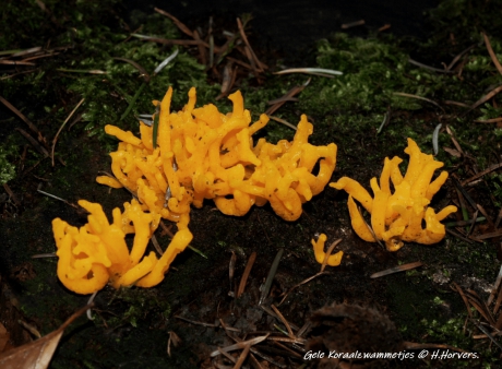 Gele Koraalzwammetjes.